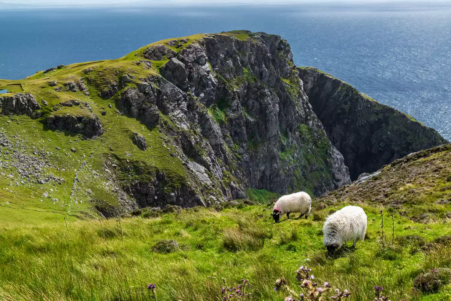 A black-faced mountain sheep grazing on the high, rocky cliffs of Slieve League in County Donegal.