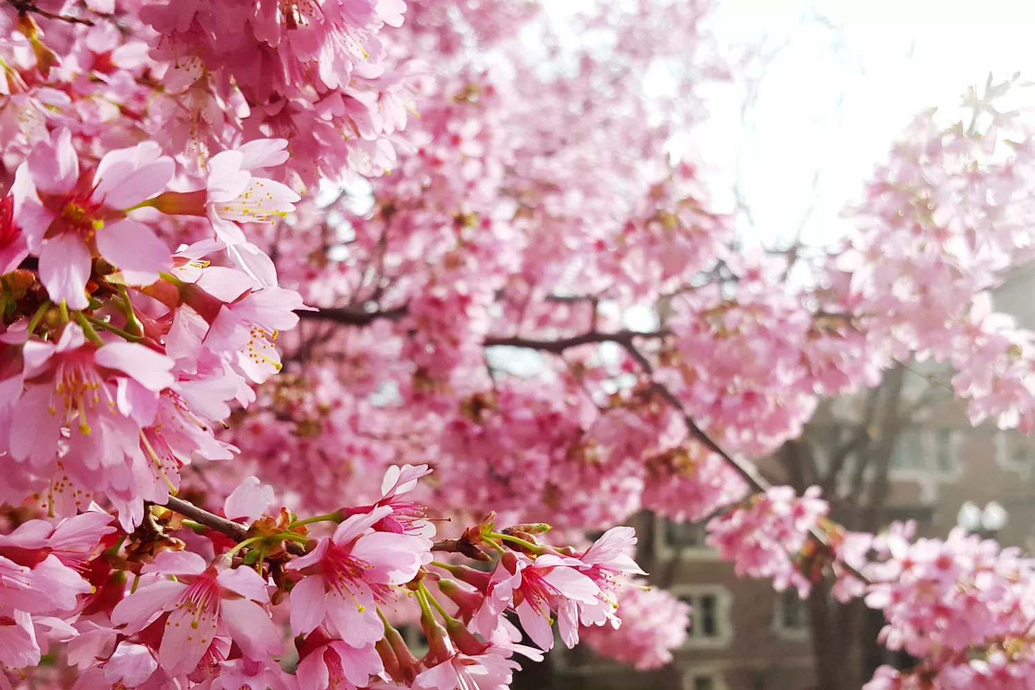 Cherry blossoms blooming in a serene park setting in St. Louis, Missouri.