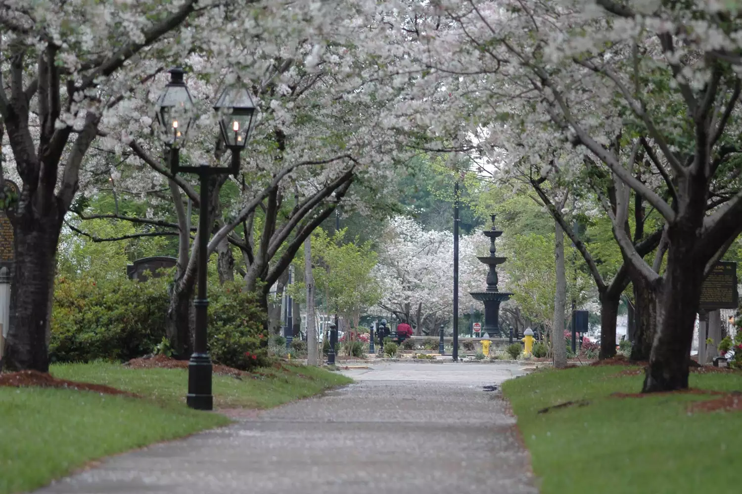 Pink Yoshino cherry blossoms lining a street in downtown Macon, Georgia.