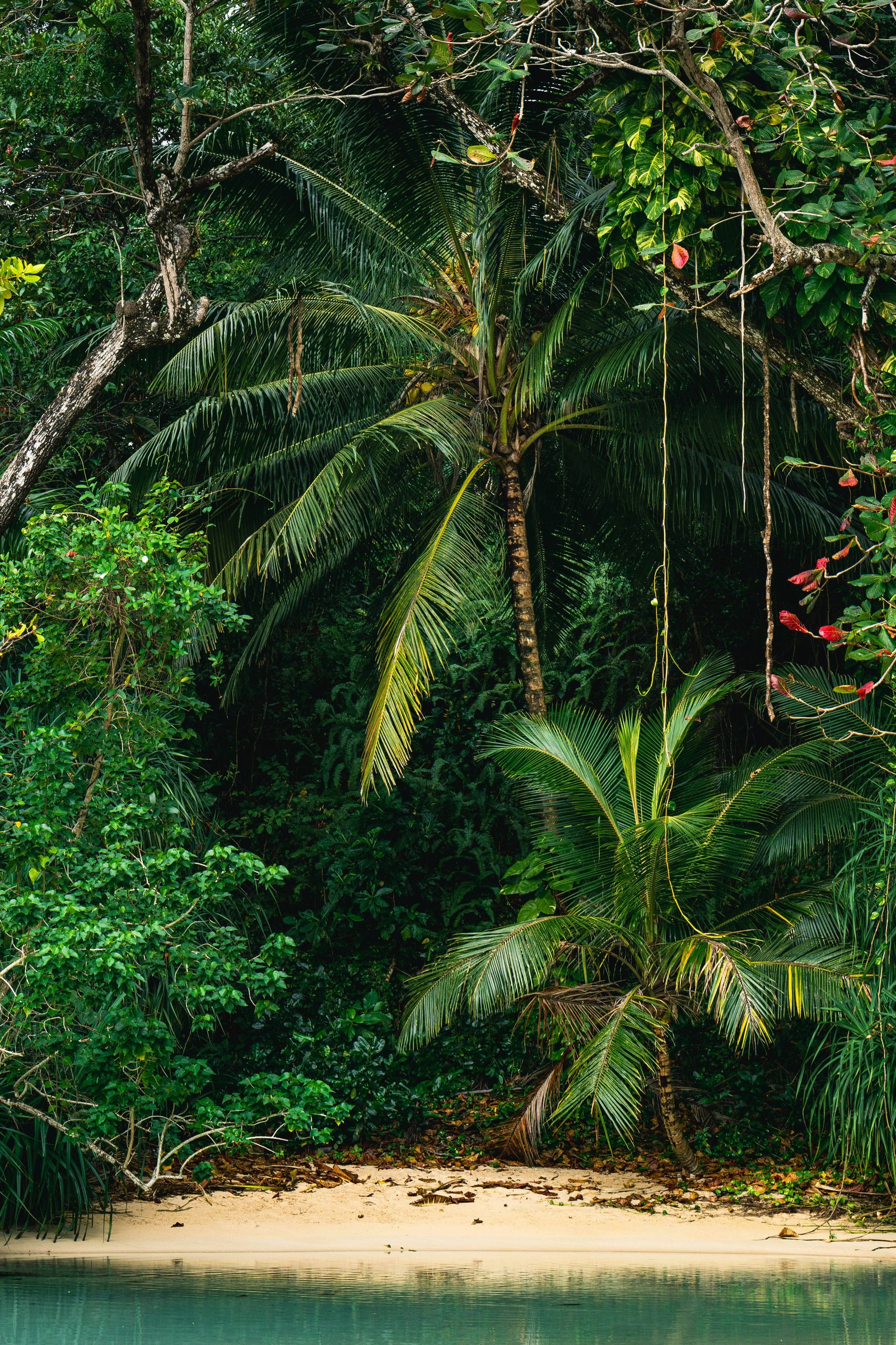 Lush green vegetation and tropical trees in a dense rainforest setting.
