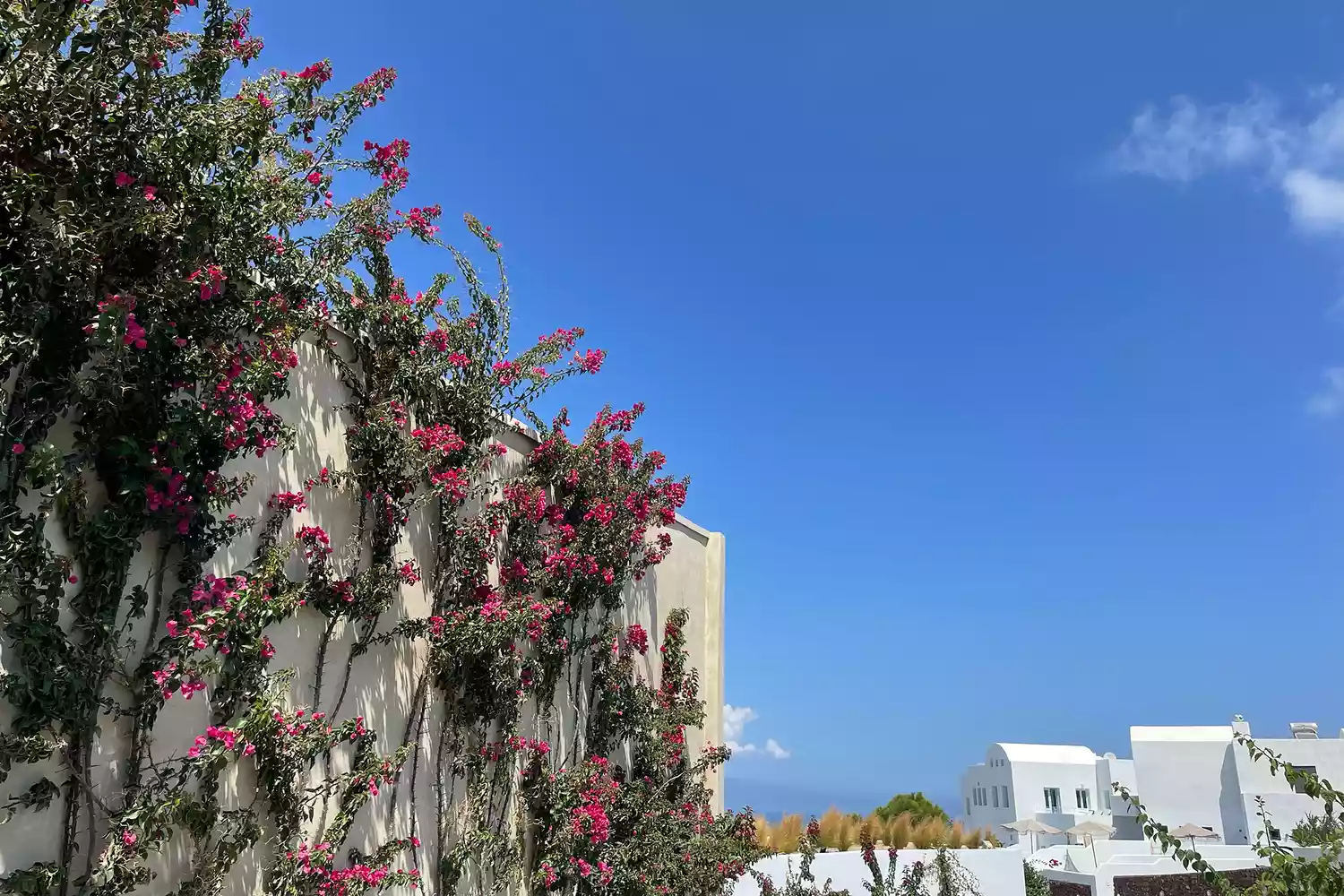 Pink bougainvillea flowers against the white-washed Cycladic walls of the Andronis Arcadia resort.