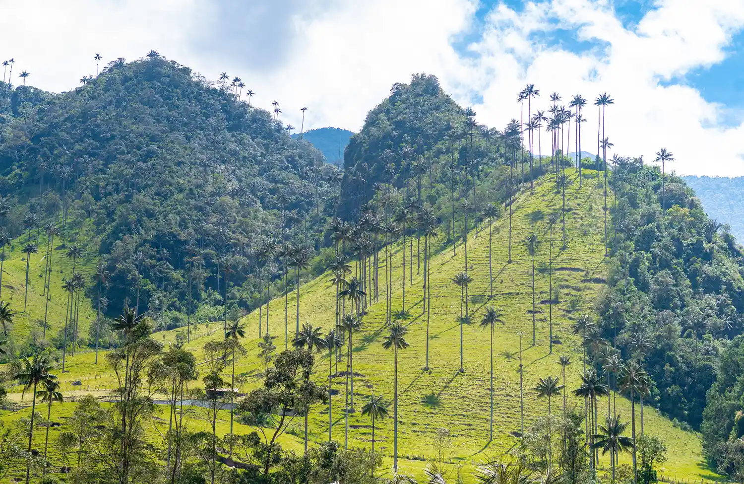 Tall wax palms standing tall in the emerald green pastures of the Cocora Valley in Colombia.