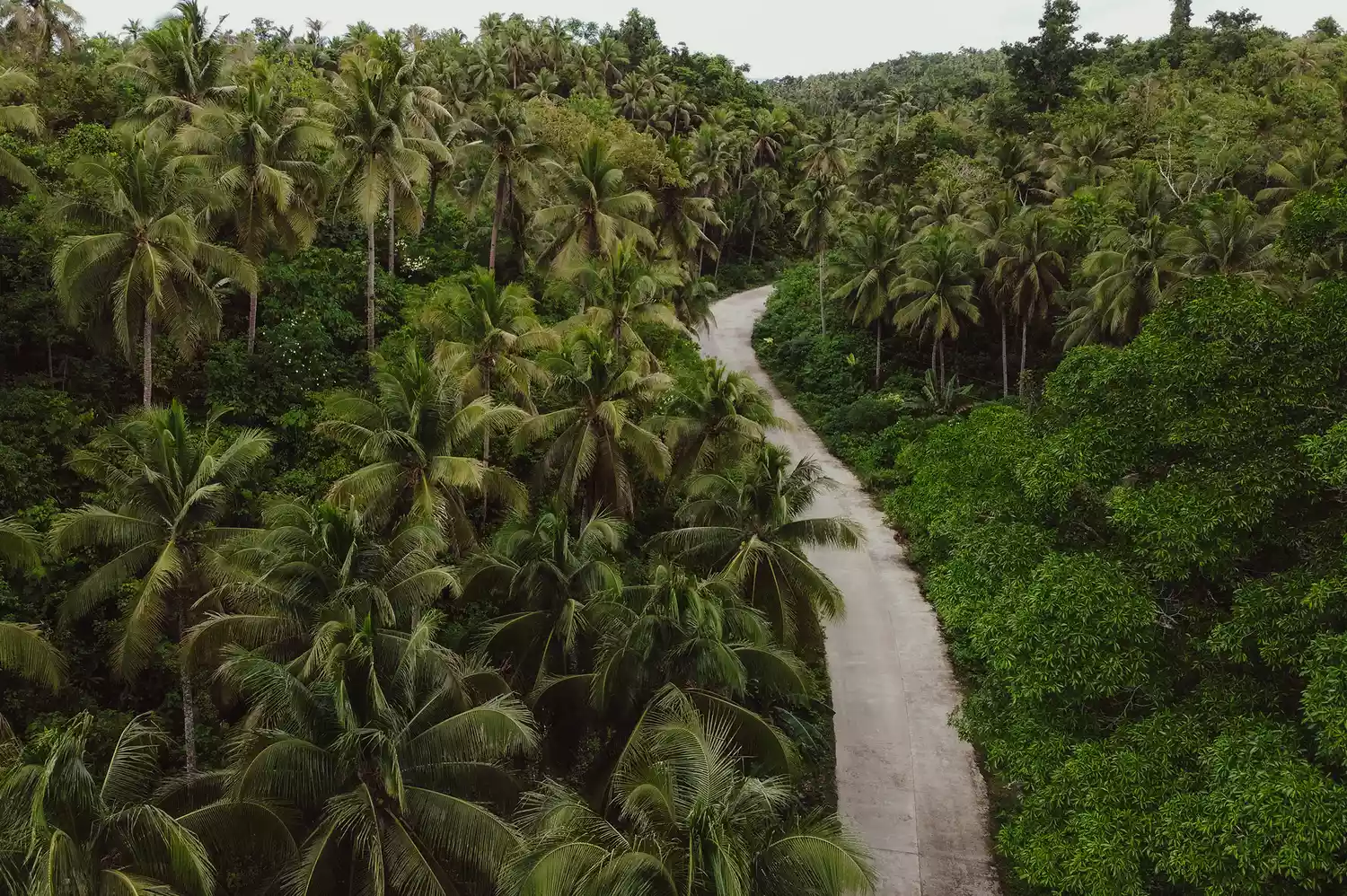 An aerial view of thousands of palm trees covering Siargao Island in the Philippines.