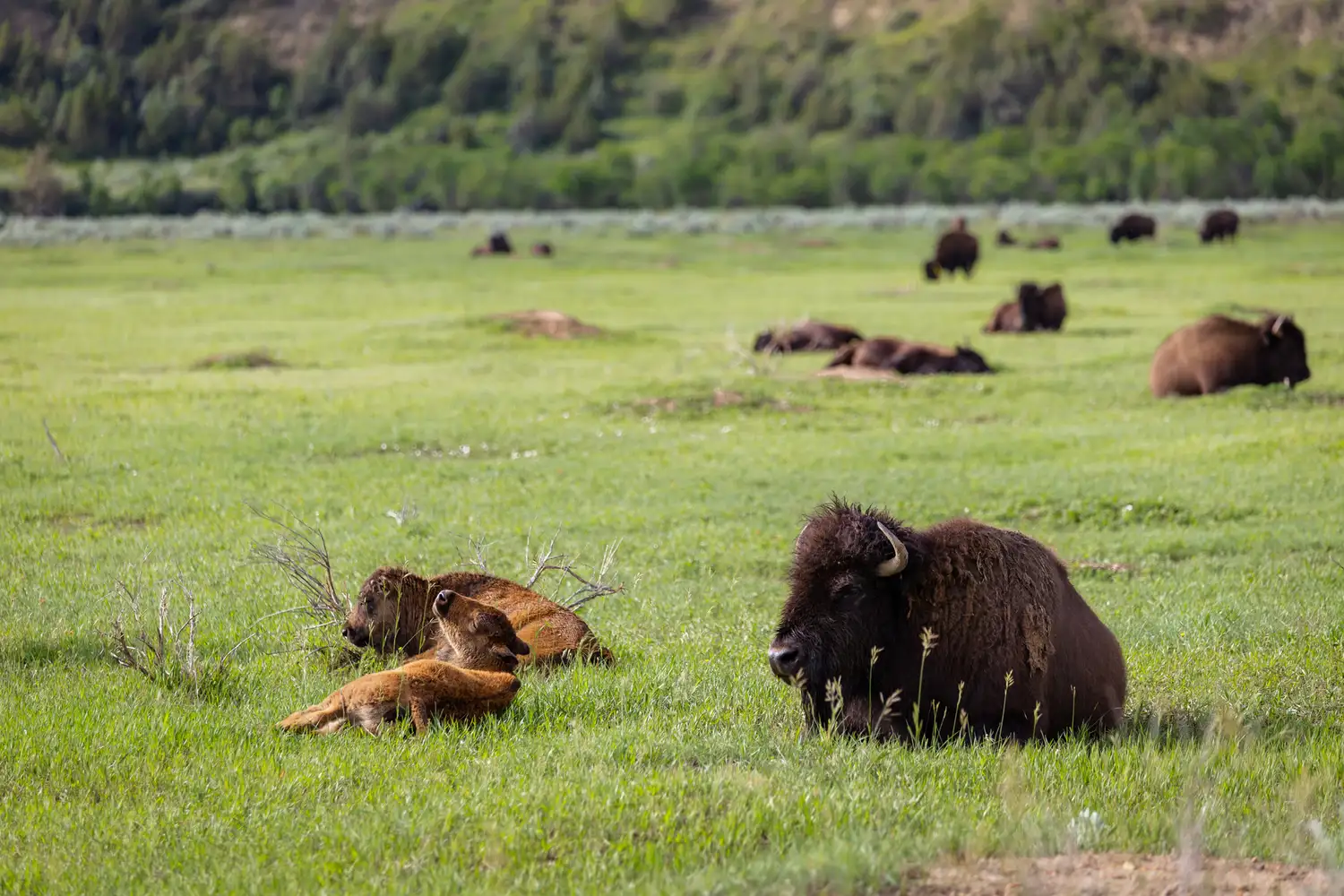 A group of bison, including calves, grazing in a green meadow with hills in the background.
