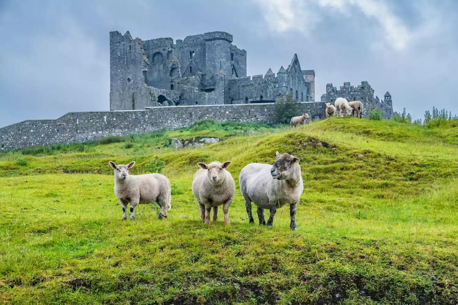 Sheep grazing in a green field before the medieval stone ruins of the Rock of Cashel.
