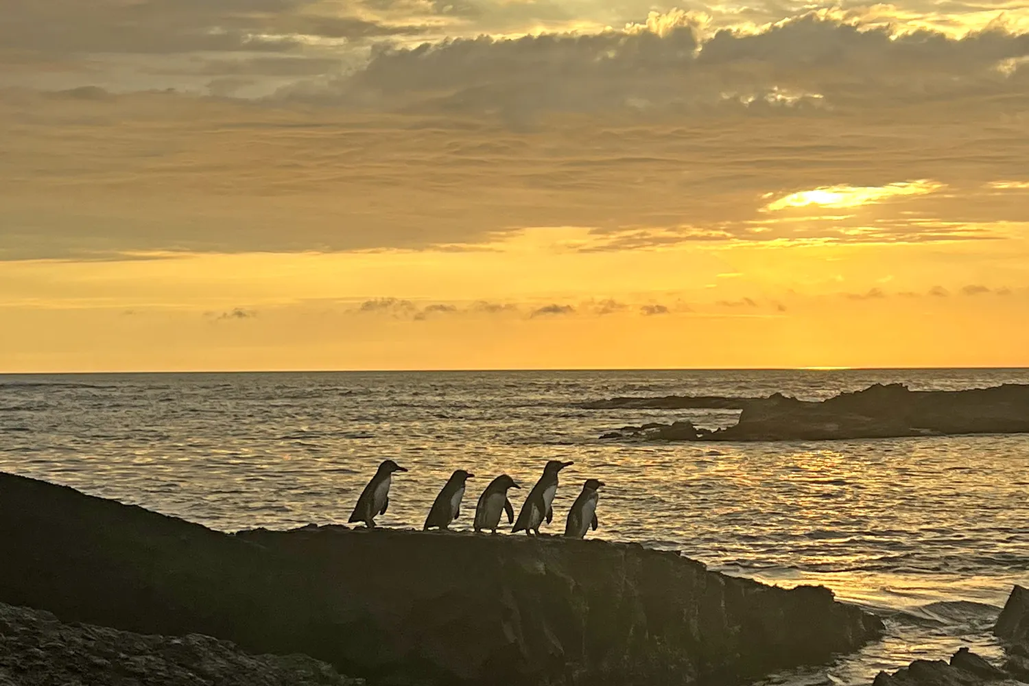 Silhouetted penguins on volcanic rocks at sunset in the Galápagos.