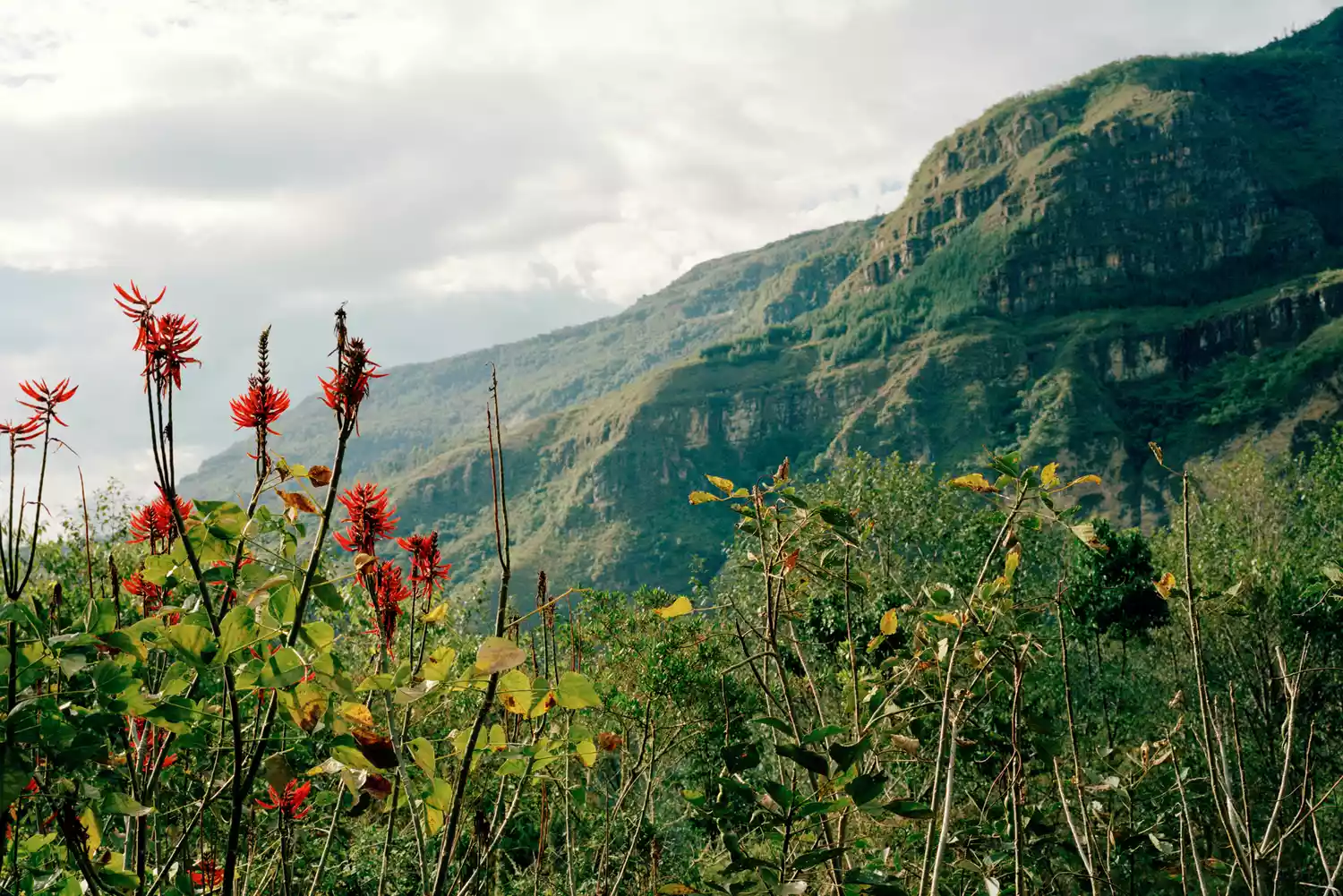 A wide mountain landscape view with vibrant red flowers in the foreground of a lodge balcony.
