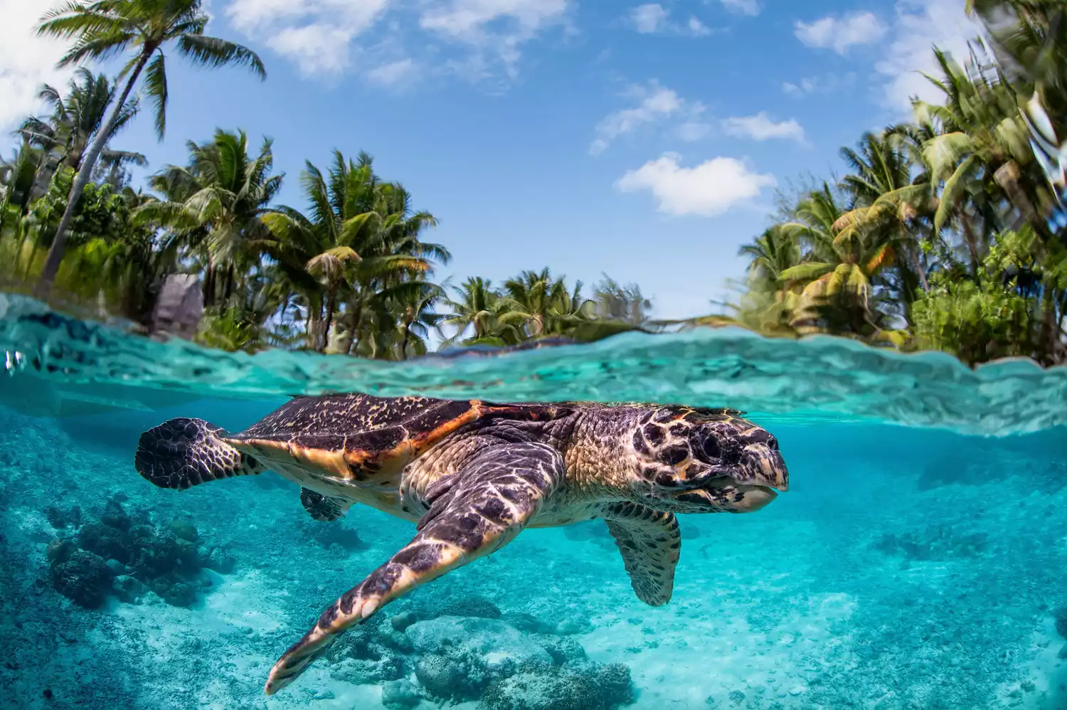 A sea turtle swimming at the Westin Bora Bora Eco Center.