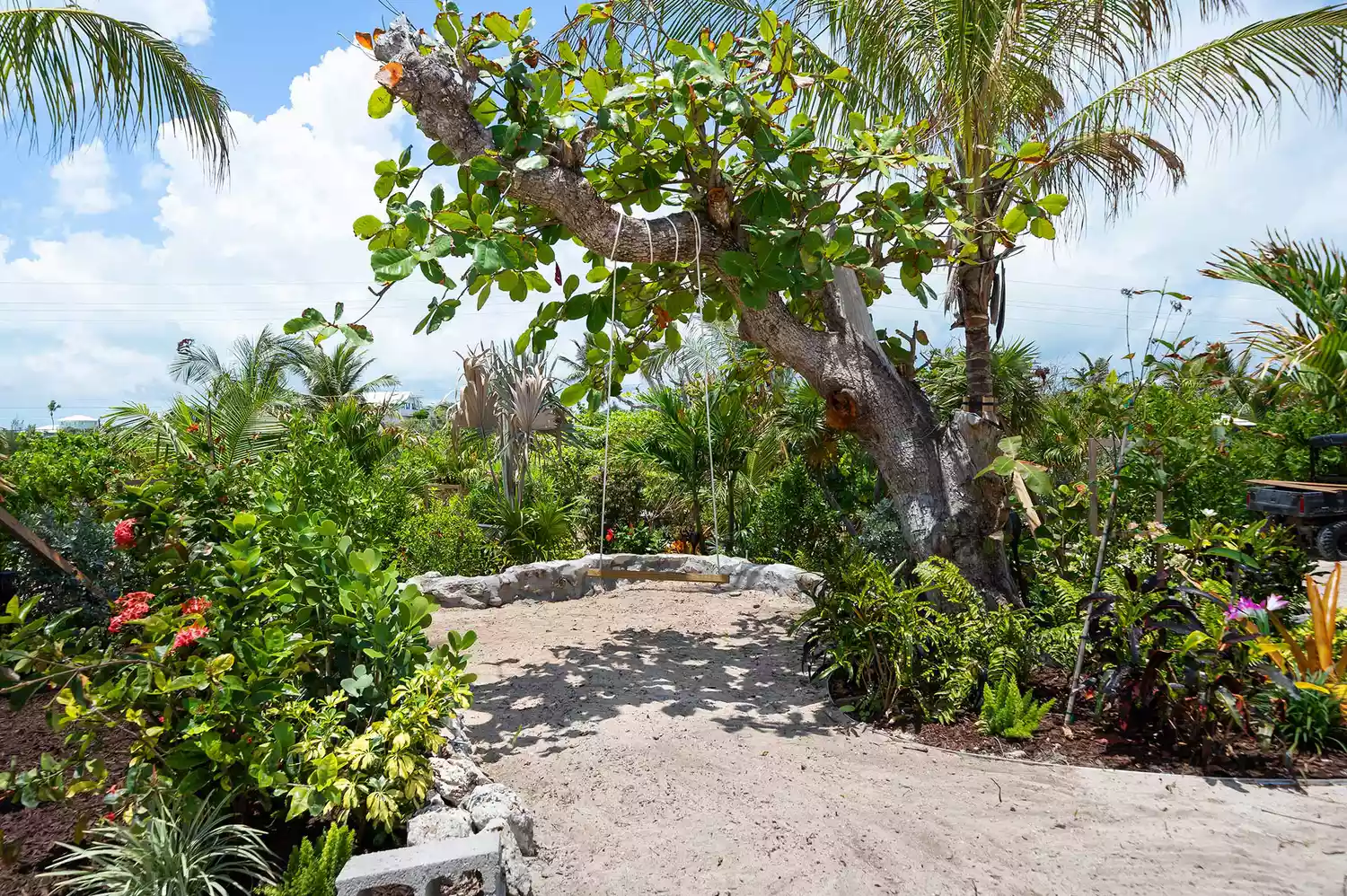 A rustic rope swing hanging from a tree in a lush beachfront yard.