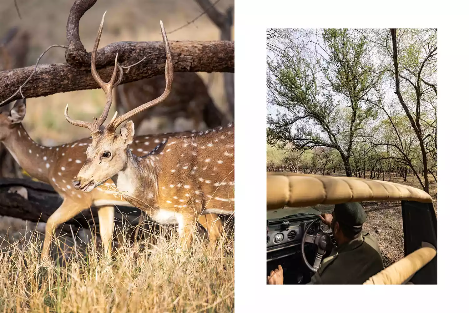 Two images side-by-side: spotted deer in a forest clearing and a group of tourists in an open-top safari vehicle.