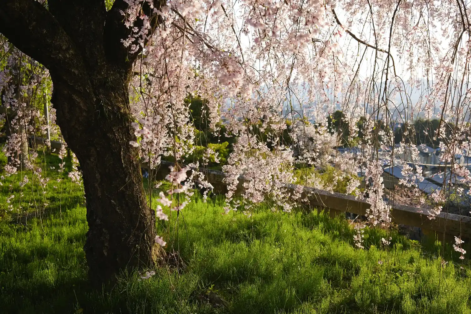 Close-up of pink blossoms on a tree with a soft-focus background of Kyoto scenery.