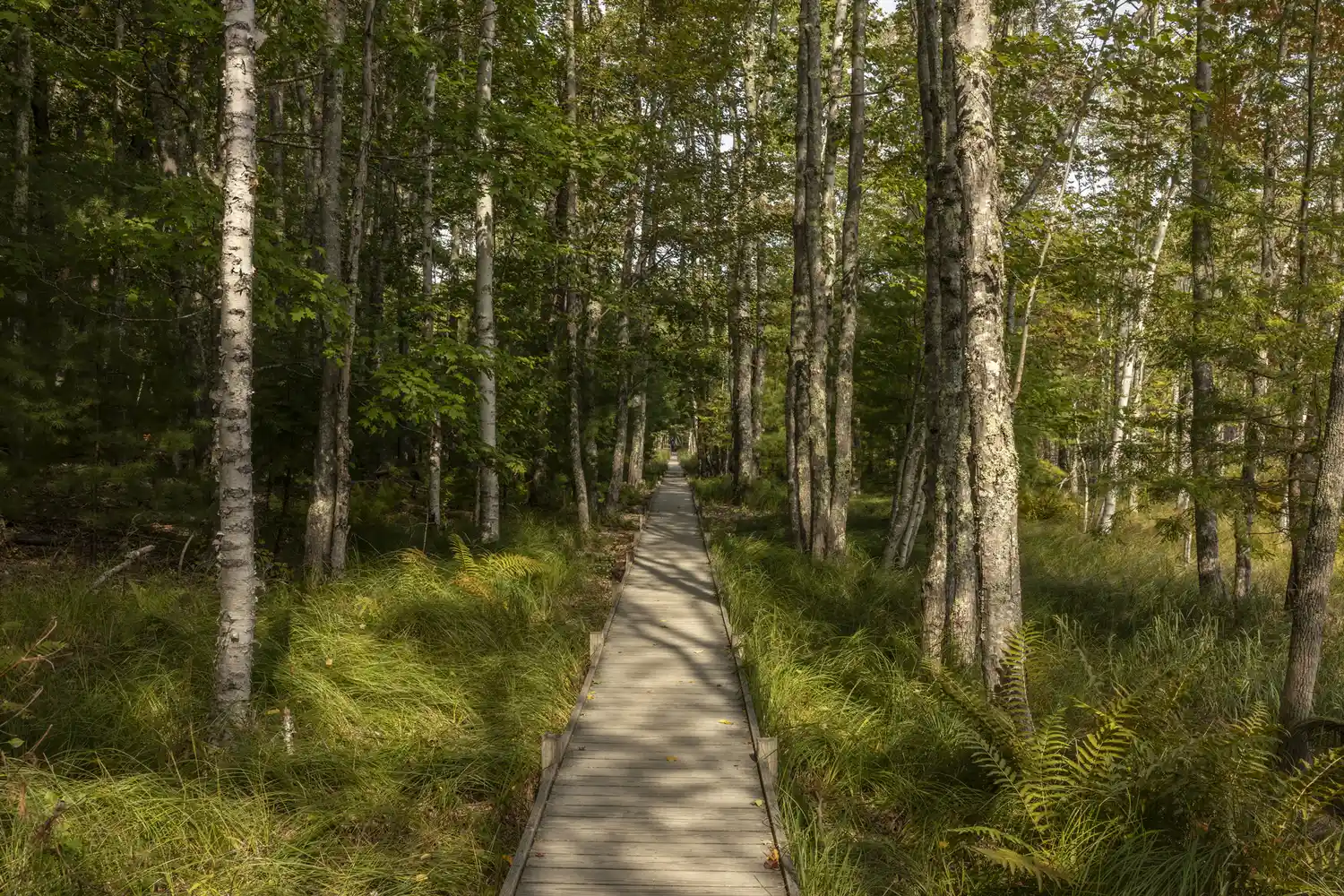 A wooden boardwalk path winding through a lush green forest with tall trees.