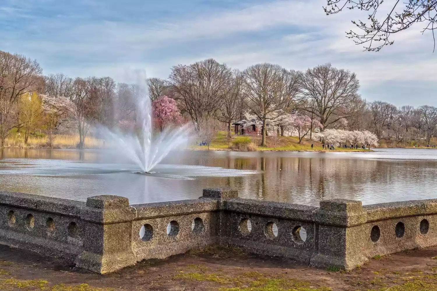 The central fountain at Branch Brook Park in Newark surrounded by blooming cherry blossoms.