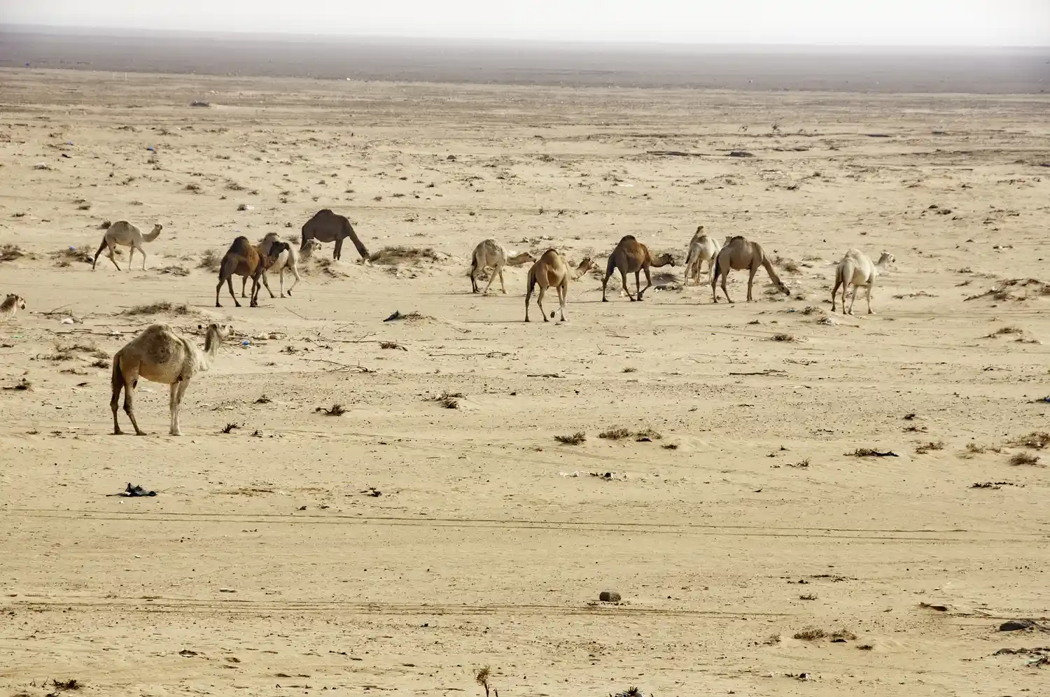 A group of Arabian camels standing in the Kuwaiti desert.
