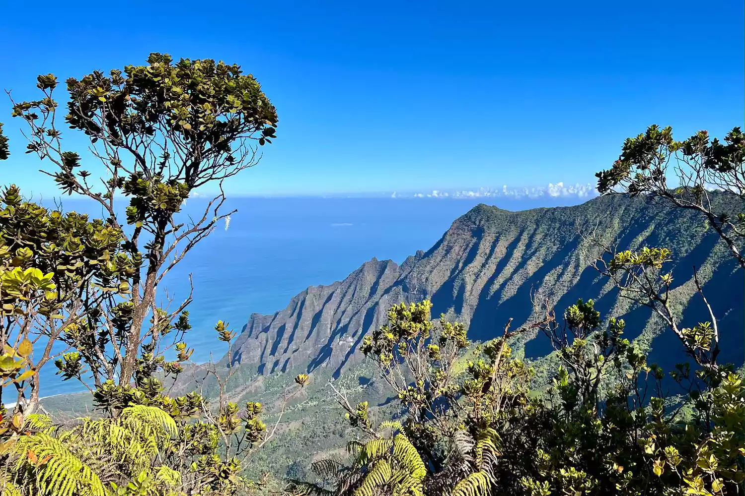 A vibrant, sunny day view of the lush greenery at Mount Waialeale on Kauai.
