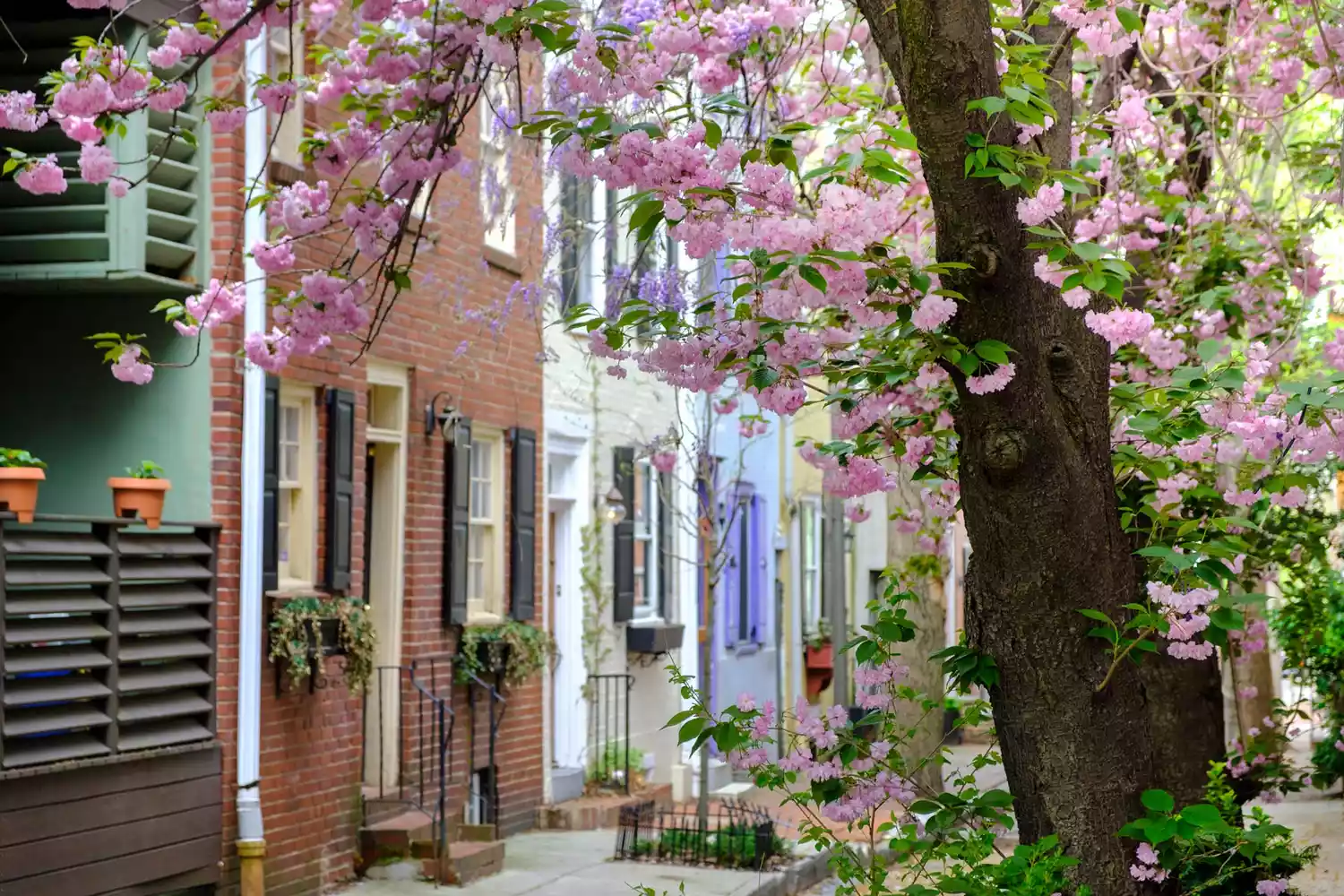 Charming historic neighborhood with colorful row homes in Philadelphia framed by cherry blossoms.