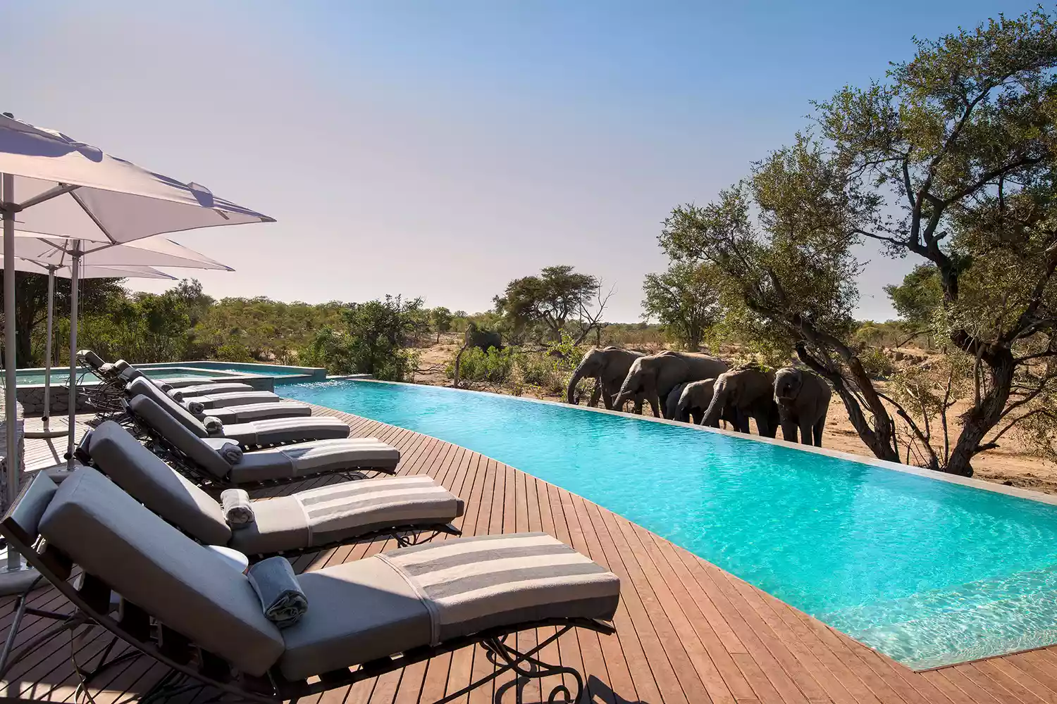 Two elephants standing near the edge of a turquoise swimming pool at andBeyond Ngala Safari Lodge.