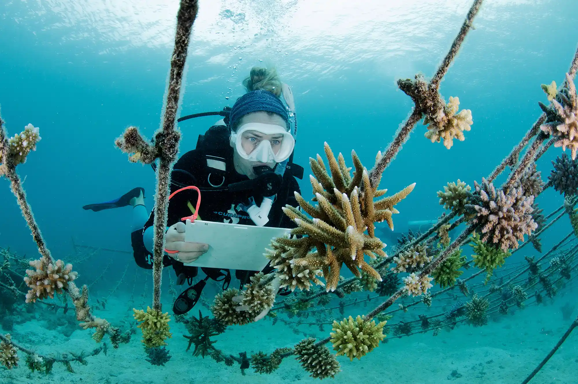 A marine biologist working on an underwater coral restoration structure at Kokomo Private Island.