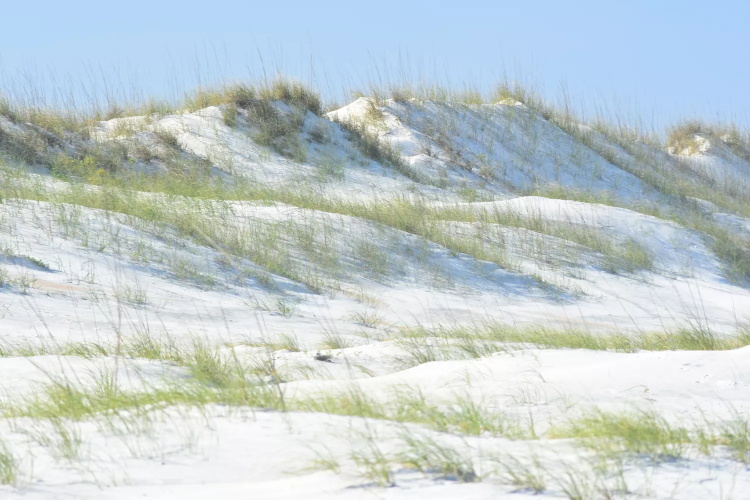 Sea oats and sand dunes at Anastasia State Park beach in St. Augustine.