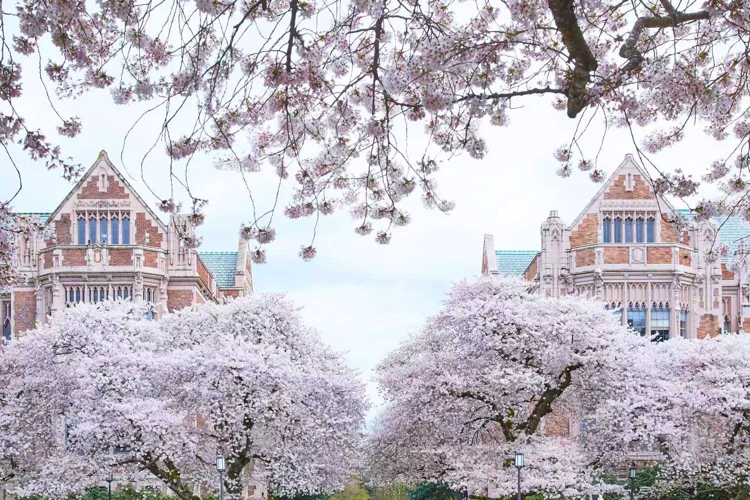 Abundant cherry blossoms forming an overhead canopy in the University of Washington Quad.