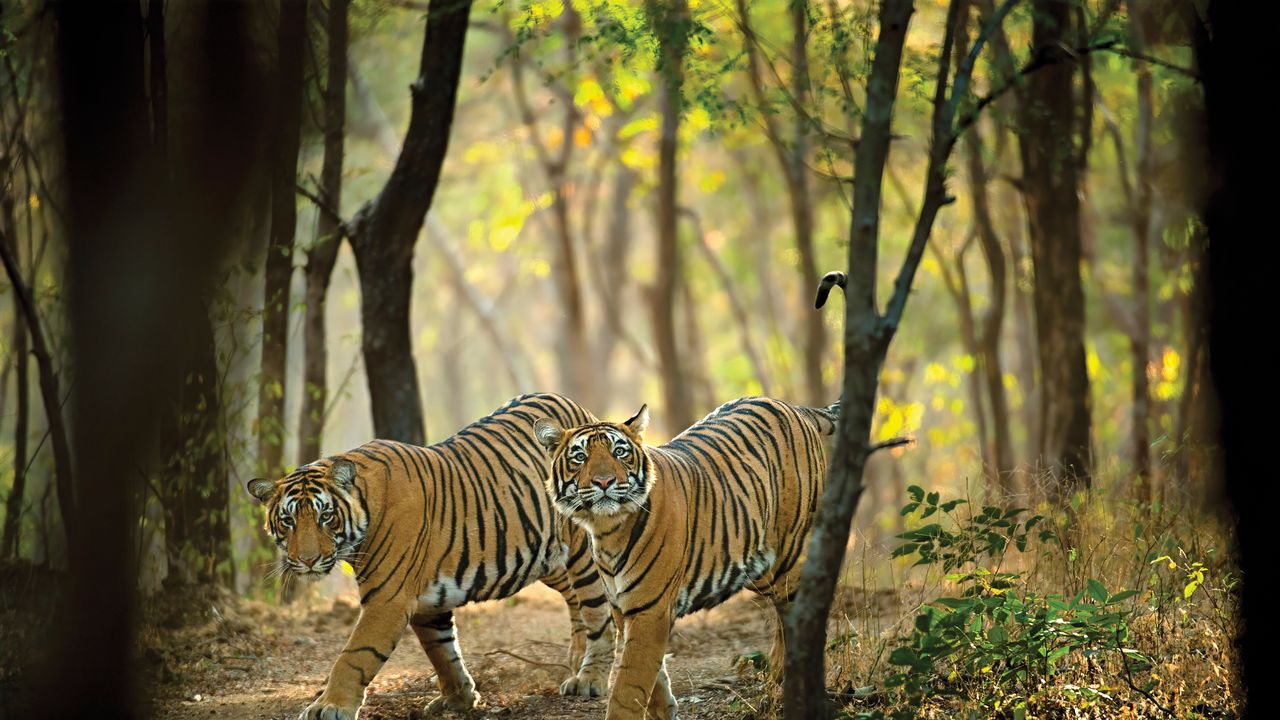 Tiger Safari India: Big Cats and Conservation Guide