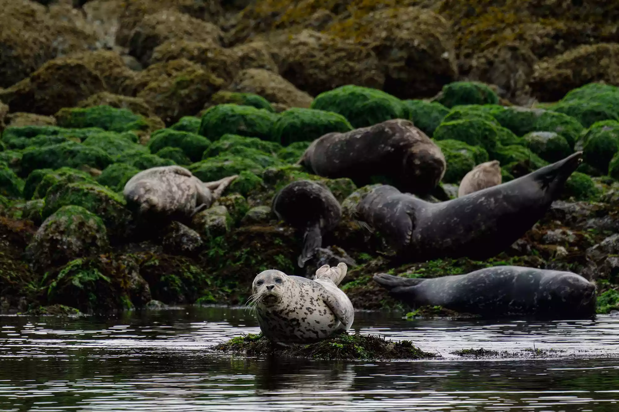 A group of harbour seals resting on rocks in the waters of British Columbia.