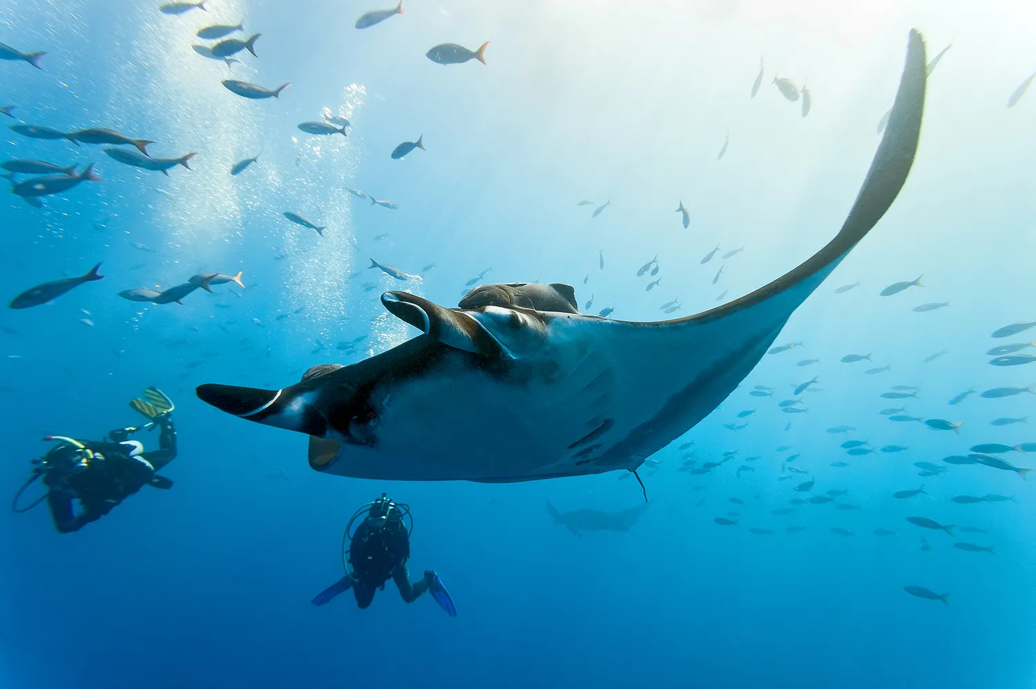 Snorkelers swimming alongside a large manta ray in the clear blue waters of the Great Astrolabe Reef.