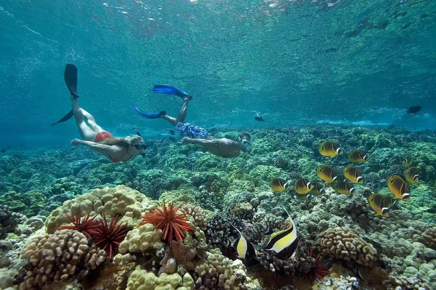 Snorkelers swimming in the clear blue water of Molokini Crater near Maui.