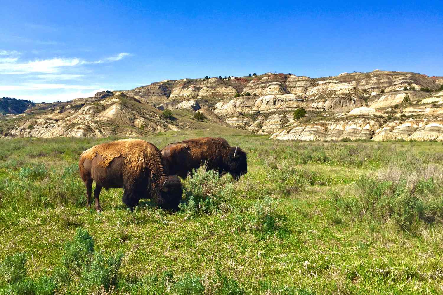 Theodore Roosevelt National Park: The Ultimate Guide