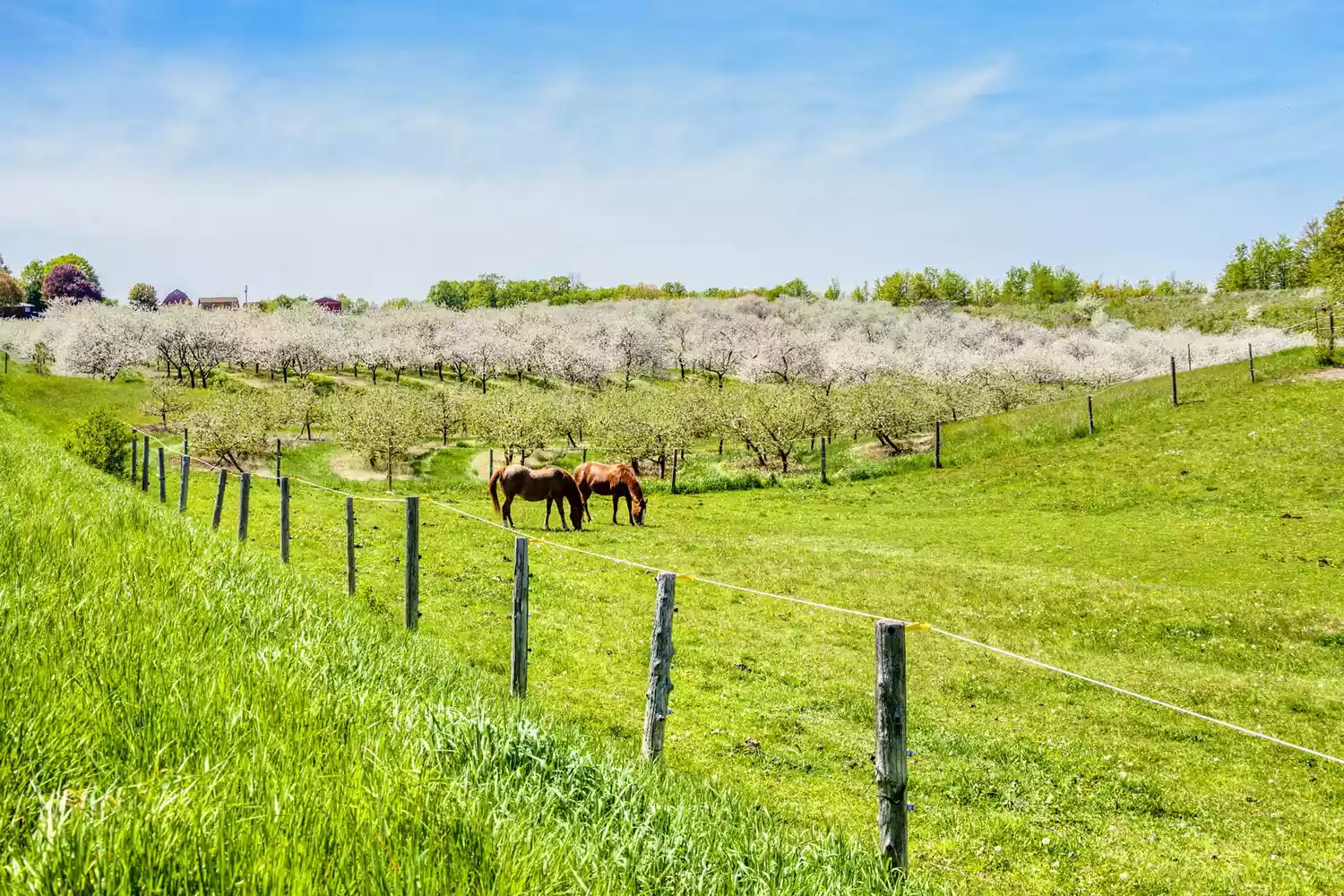 A peaceful farm in Traverse City, Michigan with horses grazing near blooming cherry orchards.