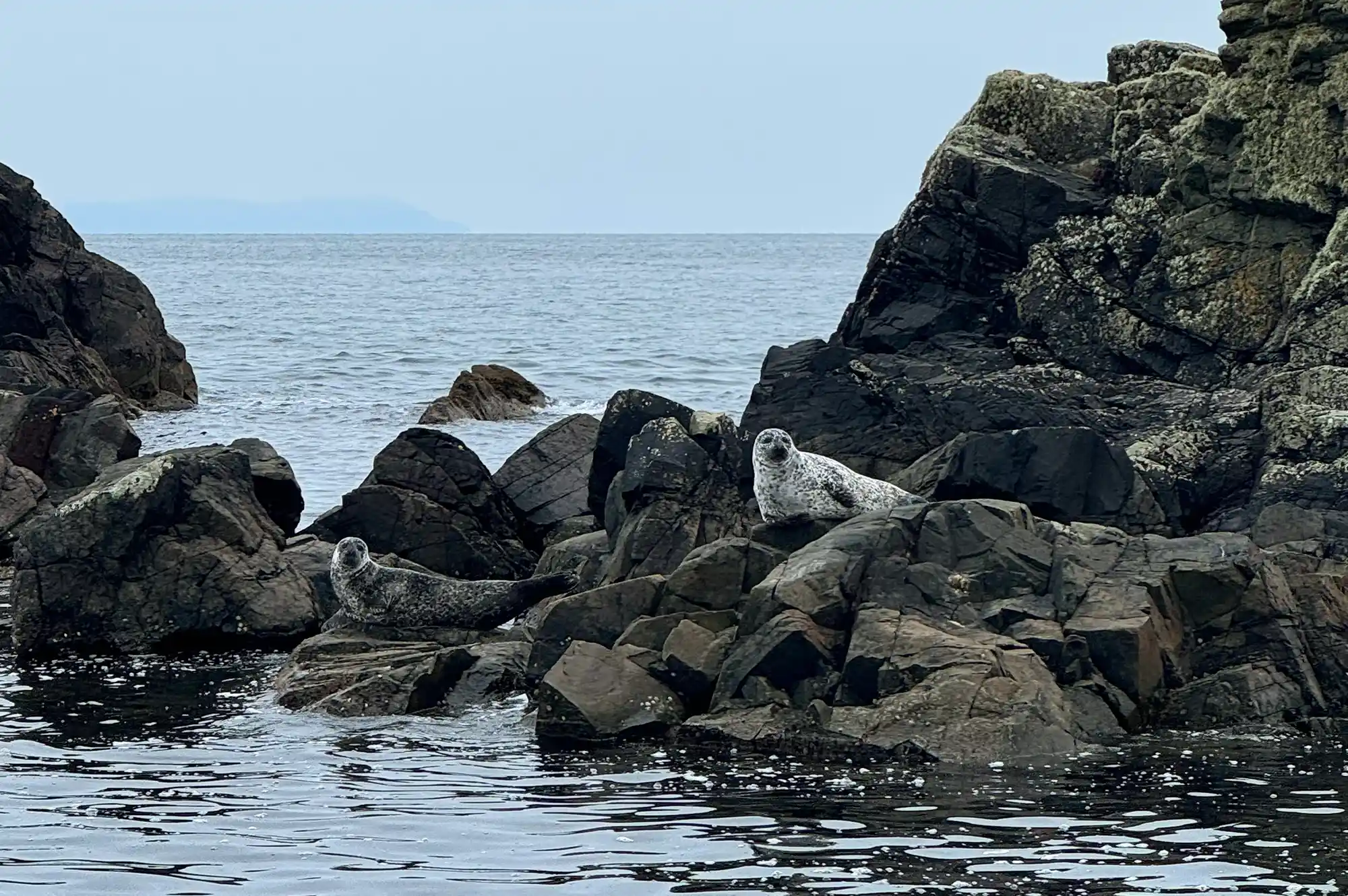 Grey seals resting on a rocky outcrop along the edge of the Scottish sea.