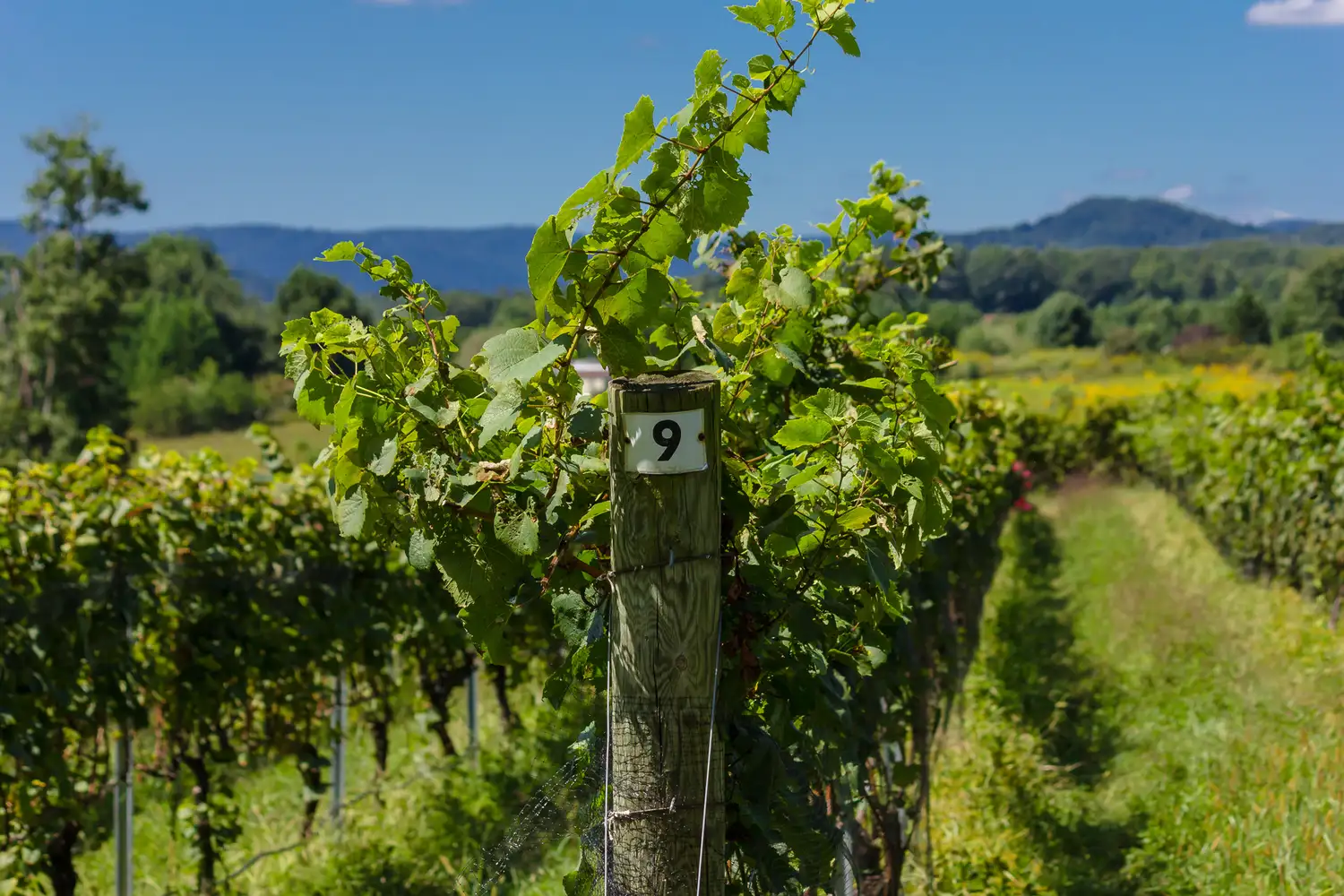 Rows of grapevines in a lush vineyard near Mount Airy under a clear sky.