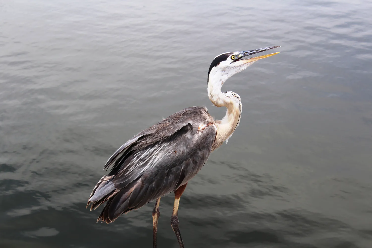 A heron standing in the shallow water of the Matagorda wetlands