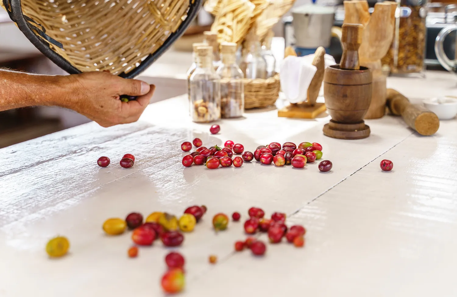 Freshly harvested red and green Arabica coffee cherries being sorted on a professional tasting table.